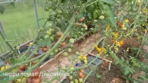 Черри томат "Диковинка" завалил урожаем даже в жаркое лето 2021 года.