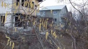 Фундук Черкесский 2.Результат обрезки старого запущенного куста.Январь 2023.