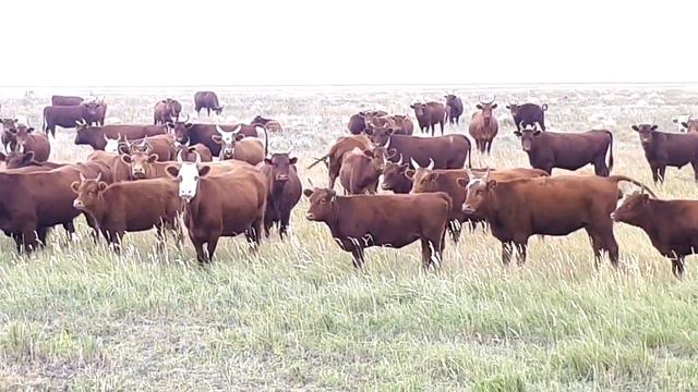400 голов КРС мясных пород на пастбище  Калмыкская порода  Продажа КРС КамАгро