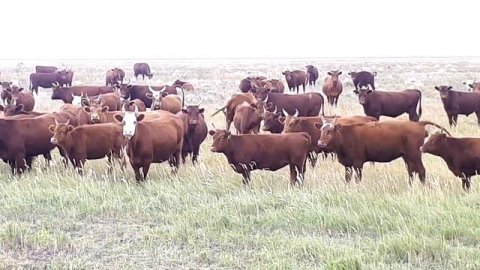 400 голов КРС мясных пород на пастбище Калмыкская порода Продажа КРС КамАгро