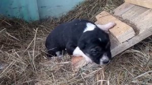 Mini test for puppy of Central Asian Shepherd. Female-2/ Мини тест для щенка САО. Сука-2.