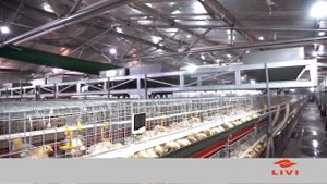 Клетки для кур, клеточные оборудования для птицефабрики