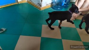 К нам приехали гости, сестричка Арчи. Уборка переднего двора... Боняшкина стойка