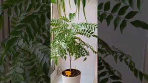 Черноплодная мурайя