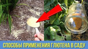 Как кукурузная мука меня выручила в Саду и Огороде Лучшая альтернатива химическим препаратам
