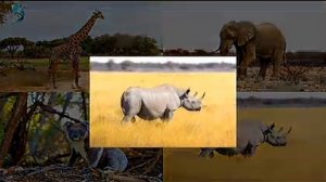 Дикие животные / животные жарких стран / голоса животных