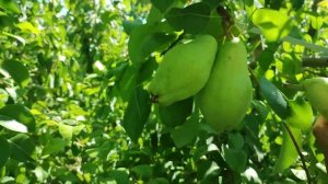 Сбор груши "Санта-Мария"