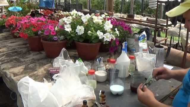 ОГУРЦЫ В АВГУСТЕ-продление плодоношения! смотреть онлайн