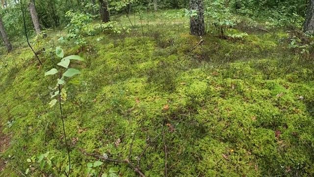 Прогулки за грибами. Посмотрел грибы во мховом лесу. смотреть онлайн