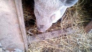 Вьетнамские свиньи отличный результат