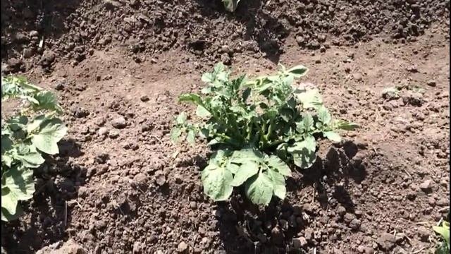 Так растет мой подмороженный картофель. Сравниваем с тем, который не пострадал в зимний период