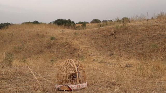 охота на кеклик кличка джигар смотреть онлайн