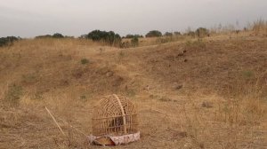 охота на кеклик кличка джигар