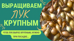 Луковица вырастет курпной! Как сажать лук на крупные луковицы