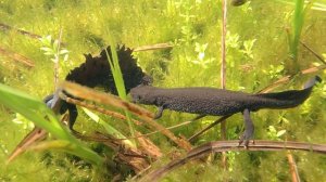 гребенчатые тритоны