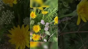 Полевые цветы, соберу букет.