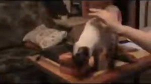 ▶ Тайская кошка поет