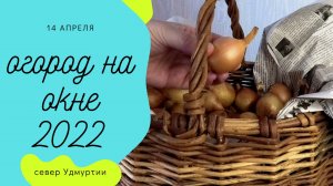 Купила только 1 килограмм за 460 руб. Лук Сеттон вижу впервые. Огород на окне. часть 9.