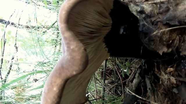 Грибы - мутанты в лесу! Что это? смотреть онлайн