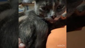 Котики мои.