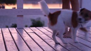 Бигль Хена против джек рассела Алька ~DOG TRICKS CHALLENGE