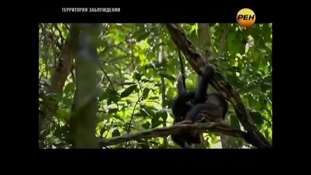 Мы потомки инопланетян! смотреть онлайн