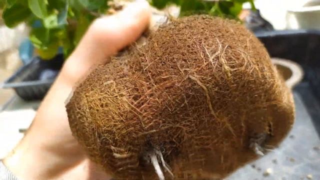 Пересадка фикуса Гинсенг (Ficus ginseng). Правильная корневая система в акадаме.