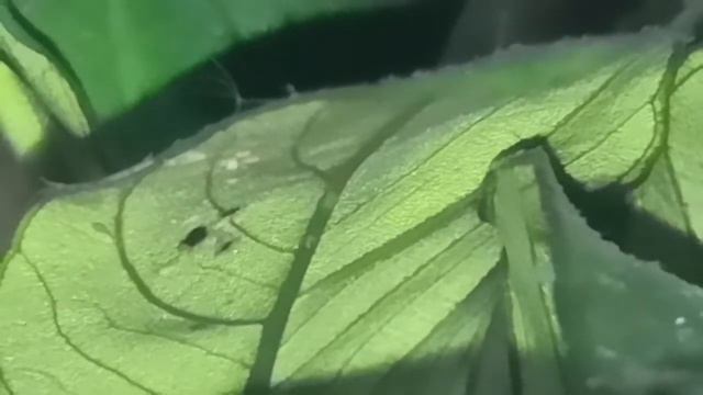 Гидры в аквариуме. смотреть онлайн