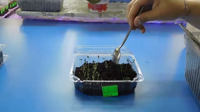 Самый простой способ посеять Гвоздику на рассаду ! Выращивание из семян сеянцы пикировка прищипка смотреть онлайн