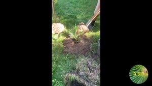 Трахикарпус Вагнера к 1 сентября.