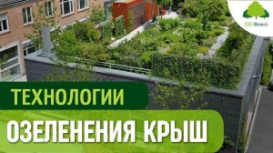 Зеленая кровля. Технология озеленения и посадки газона на крыше
