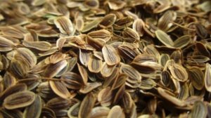 А ведь ВРАЧИ ЗНАЮТ как изменятся  ТЕЛО после СЕМЯН УКРОПА. Чем полезны семечки укропа