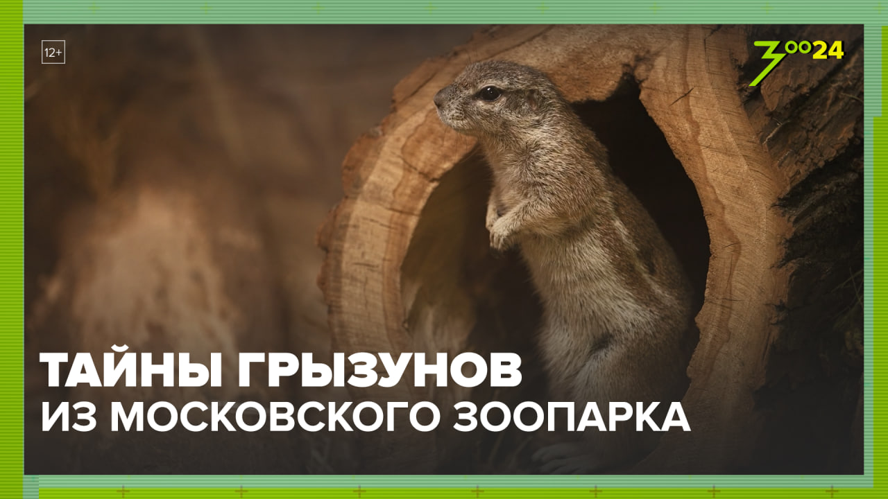 Грызуны | Московский зоопарк | ЗОО 24