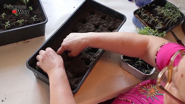 Насыпьте это в горшок с рассадой и подкормки будут не нужны! смотреть онлайн