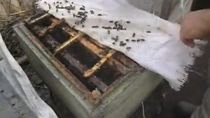 электрический дымарь на пасеке - работа с пчелами с помощью электического дымаря