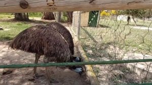 Фригия (Friguia Animal Park, Tunisia) Зоопарк в Тунисе