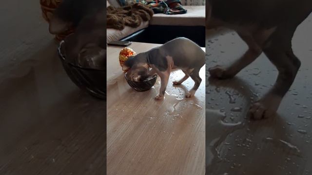 сфинкс любит плескаться в воде.