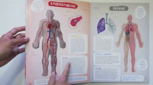 Книга - интерактивный атлас по анатомии с вырубкой "Тело человека", издательство Эксмо