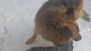 щенок немецкой овчарки 3,5 месяца