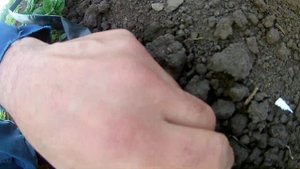 Капельный полив для картофеля ?