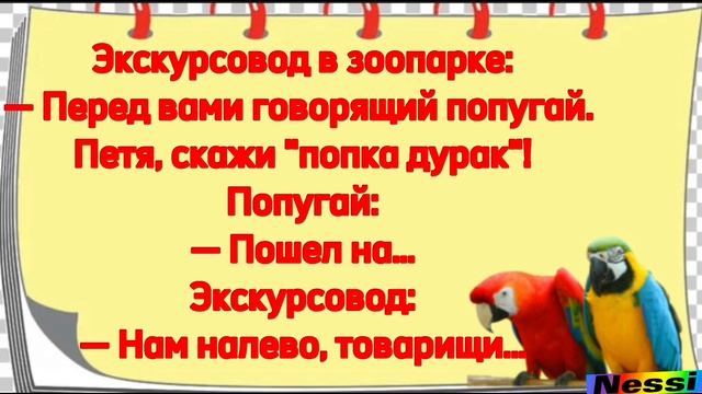 Анекдоты про попугая.Копилка анекдотов .Смешные анекдоты.Шоу анекдотов смотреть онлайн