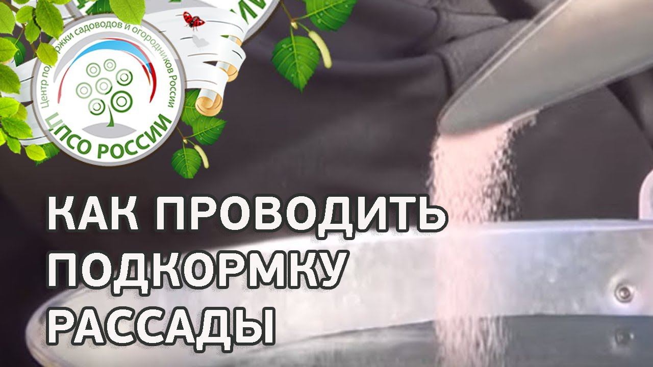 Чем подкормить рассаду. Подкормка рассады томата, капусты, растений редиса.