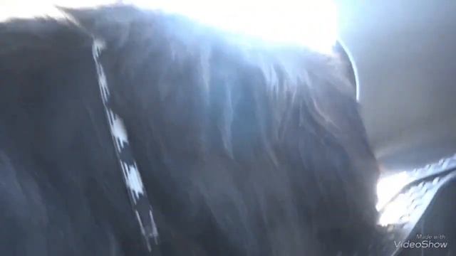 Vlog:ЕДЕМ НА ВЫСТАВКУ В СТАРЫЙ ОСКОЛ || HAPPY PETS смотреть онлайн