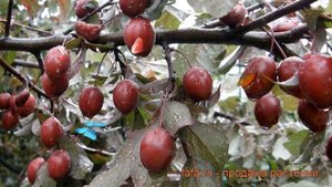Слива растопыренная Нигра (prunus domestica nigra) ? Нигра обзор: как сажать, саженцы сливы Нигра