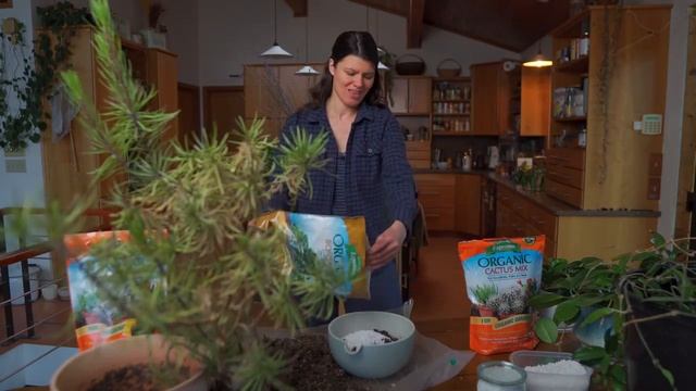 Repotting a KLEINIA barbertonica Before it's Too Late! — Ep. 314 смотреть онлайн