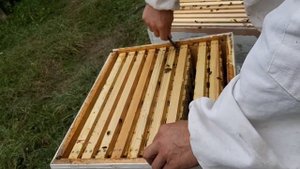 Секционный мёд получение, фасовка.