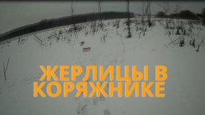 Рыбалка на жерлицы в коряжнике