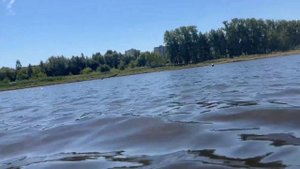 Стаффордширский терьер/Собака убийца или Собака спасатель?