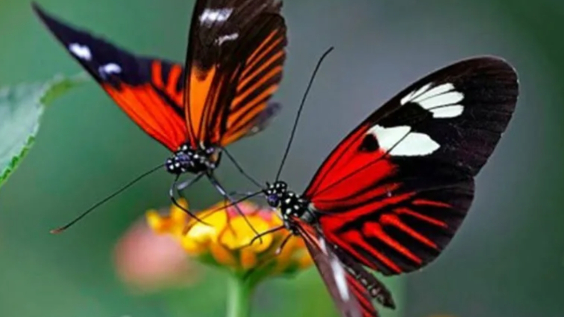 Видео бабочки летают. Бабочка. Бабочка в полете. Бабочки летают. Бабочка с прозрачными крыльями.