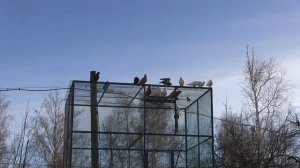 Голуби Ульяновска и Ульяновской области
